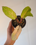 Philodendron 'Snowdrift'