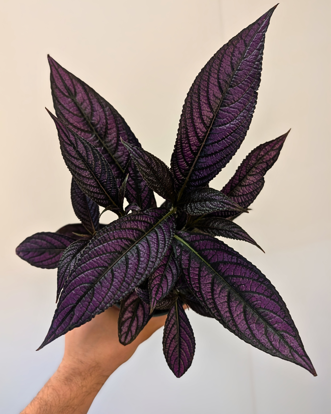 Strobilanthes dyerianus