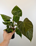 Philodendron lynamii
