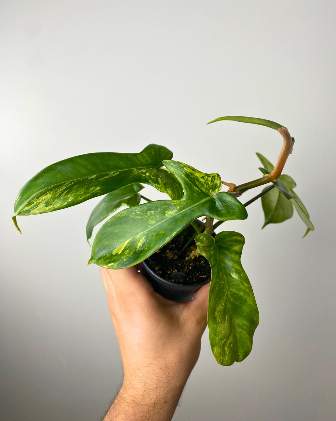 Philodendron Florida Beauty