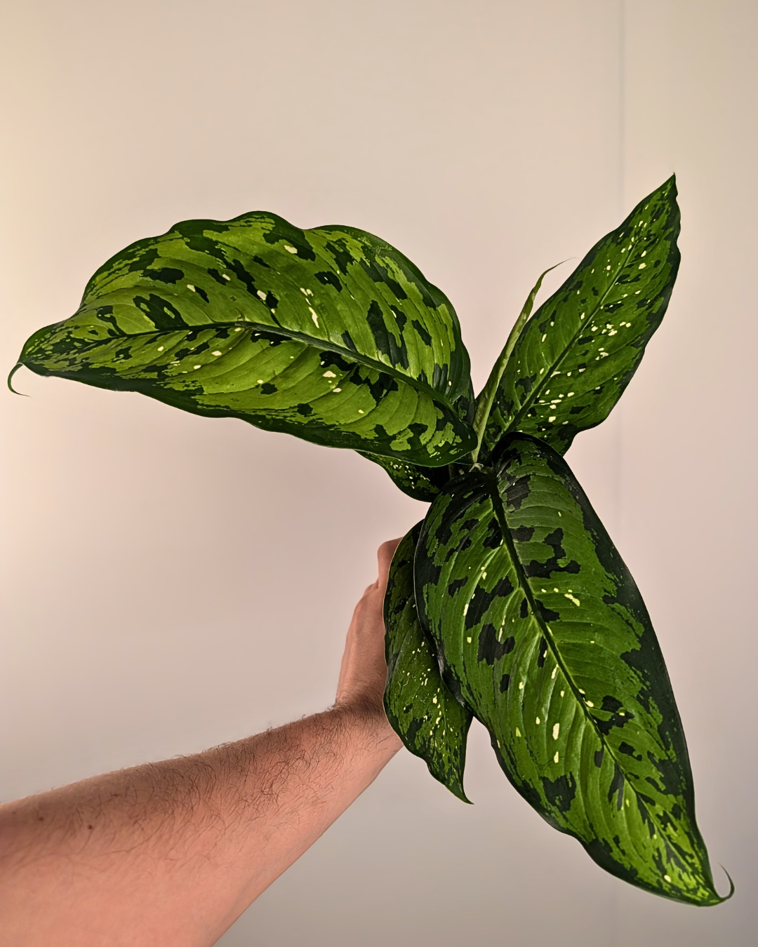 Dieffenbachia 'Picasso'