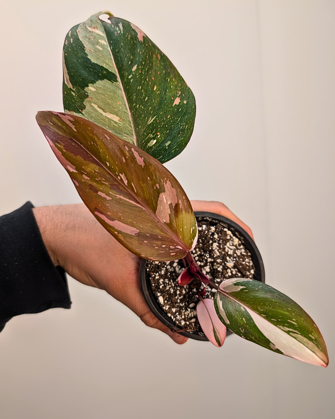 Philodendron Red Anderson