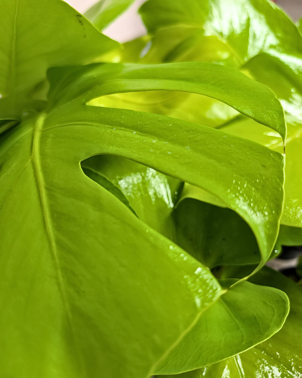 Monstera 'Super Golden'