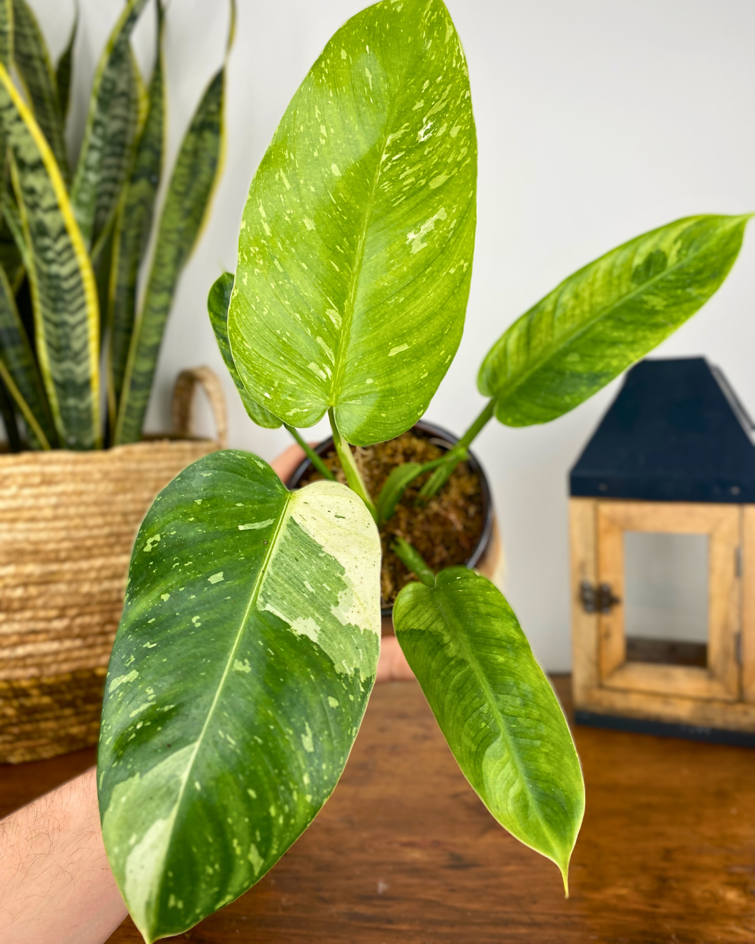 philodendron jose buono canada Philodendron Jose Buono – Aurea Plants