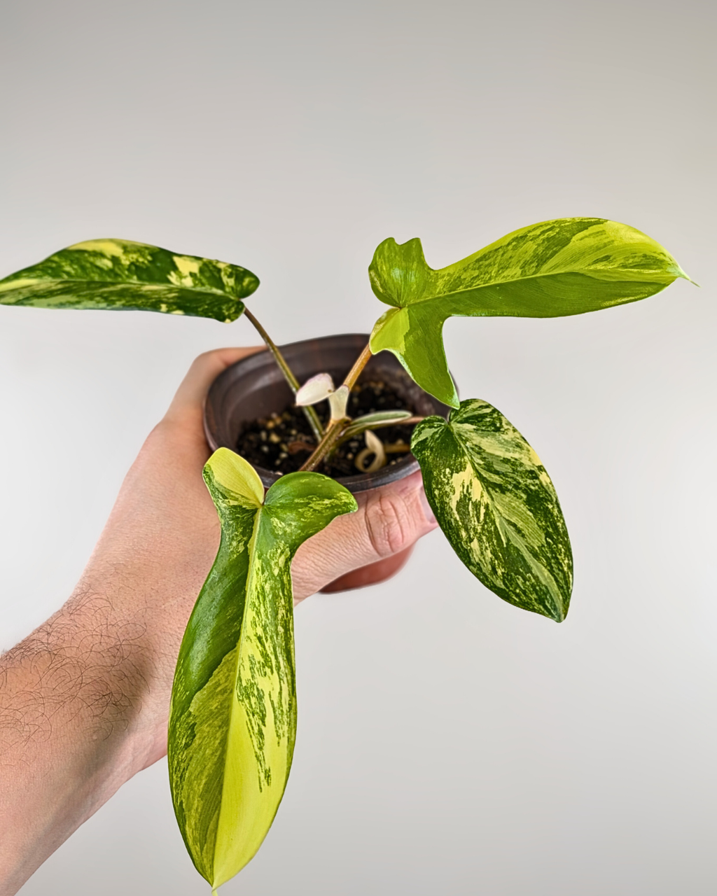 Philodendron Florida Beauty