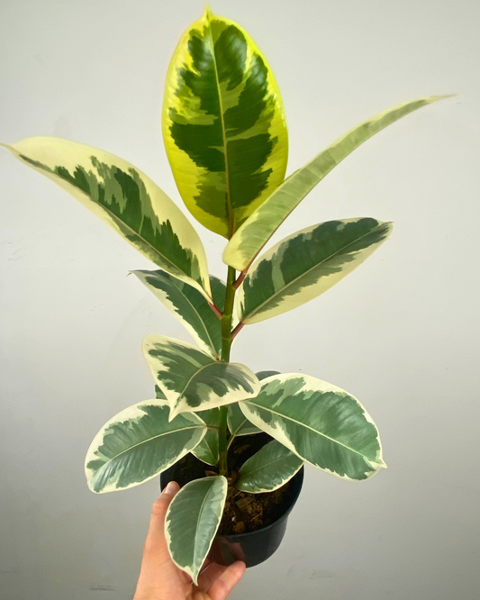 Ficus Elastica 'Tineke'