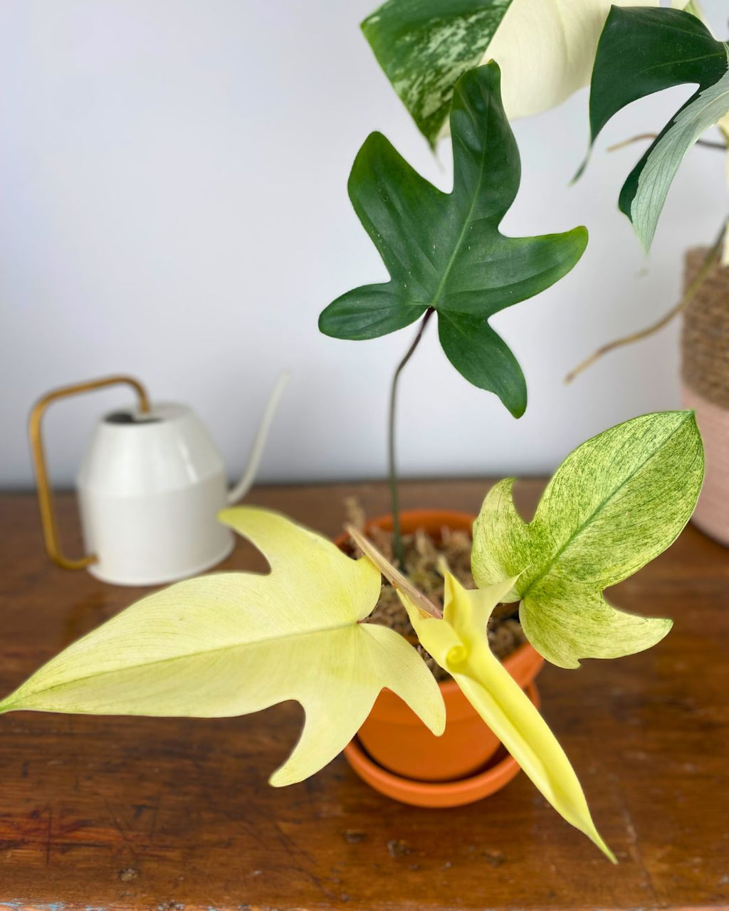 Philodendron Florida Ghost