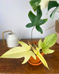 Philodendron Florida Ghost