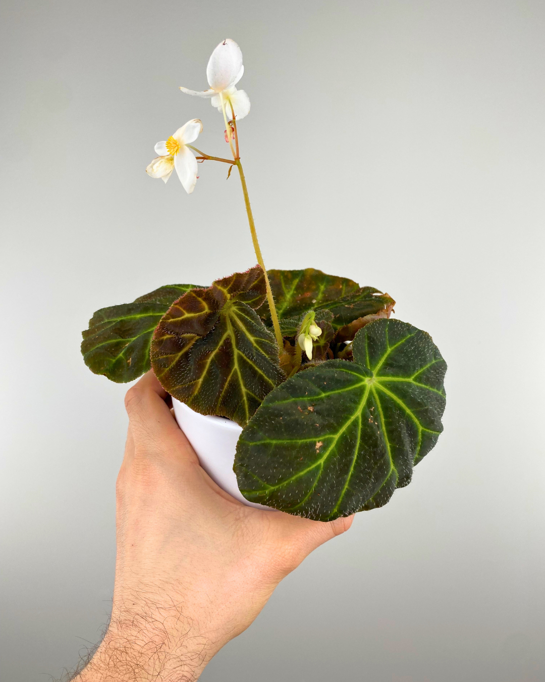 Begonia Olsoniae