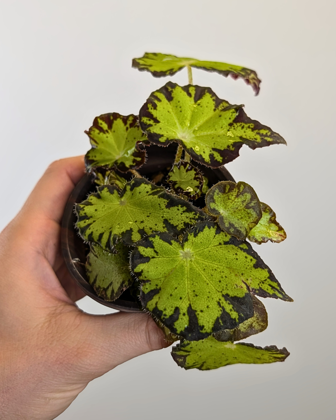 Begonia Rex Lime Green