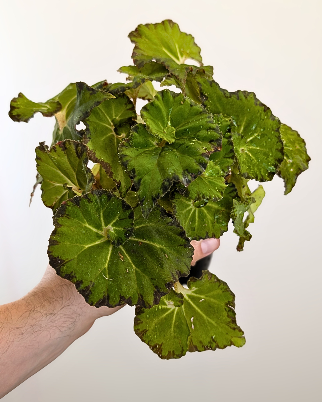 Begonia Rex Lime Green