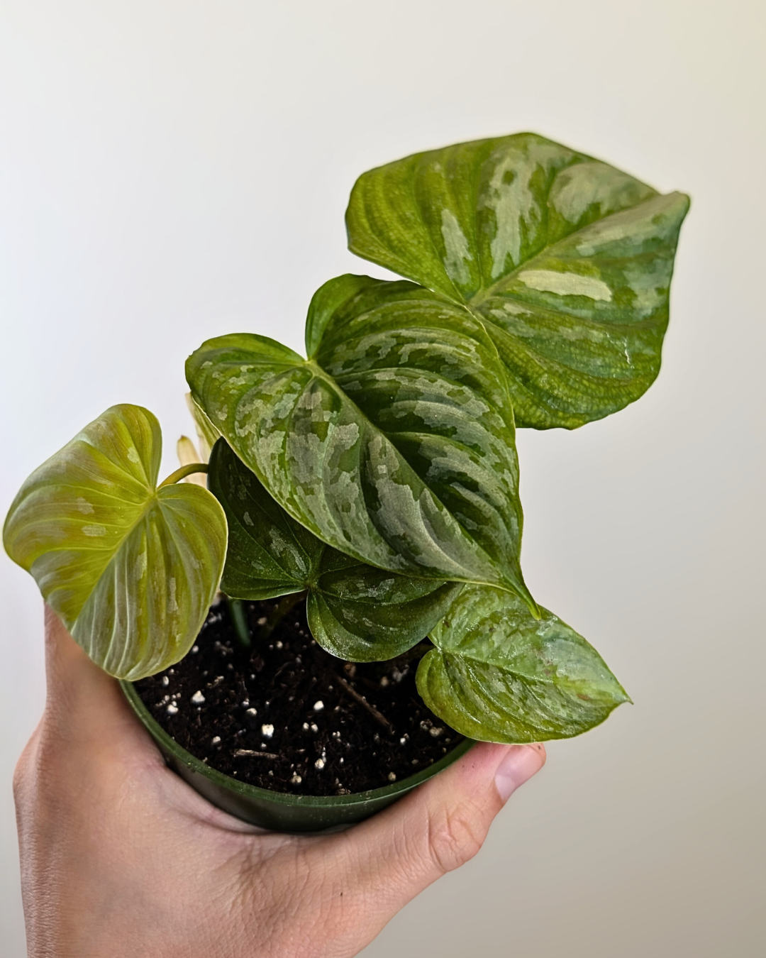 Philodendron Majestic (sodiroi x verrucosum)