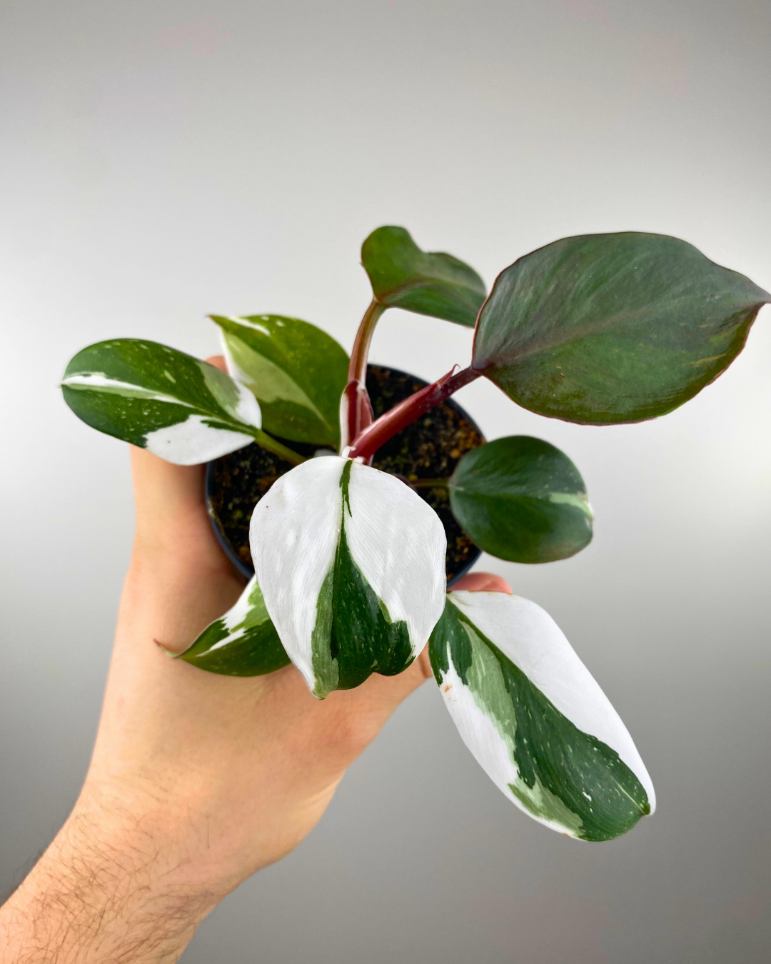 Philodendron White Knight Tricolor