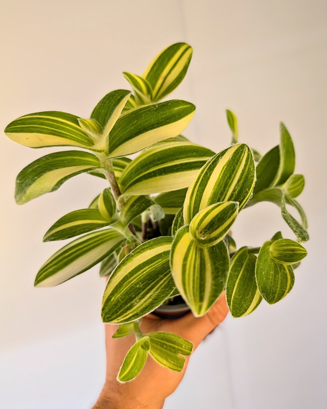 Tradescantia sillamontana ‘Velvet Moon’