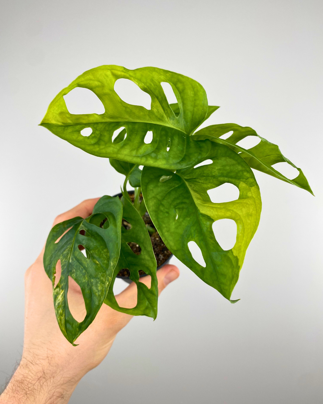 Monstera Adansonii Aurea Variegata