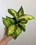 Dieffenbachia 'Amy'