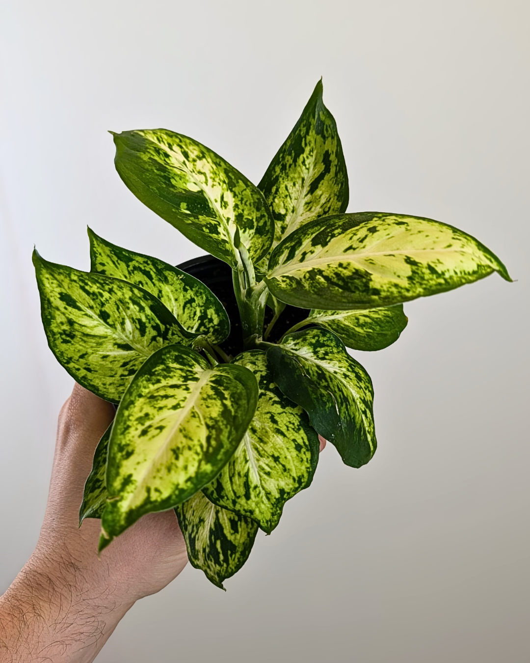 Dieffenbachia 'Amy'