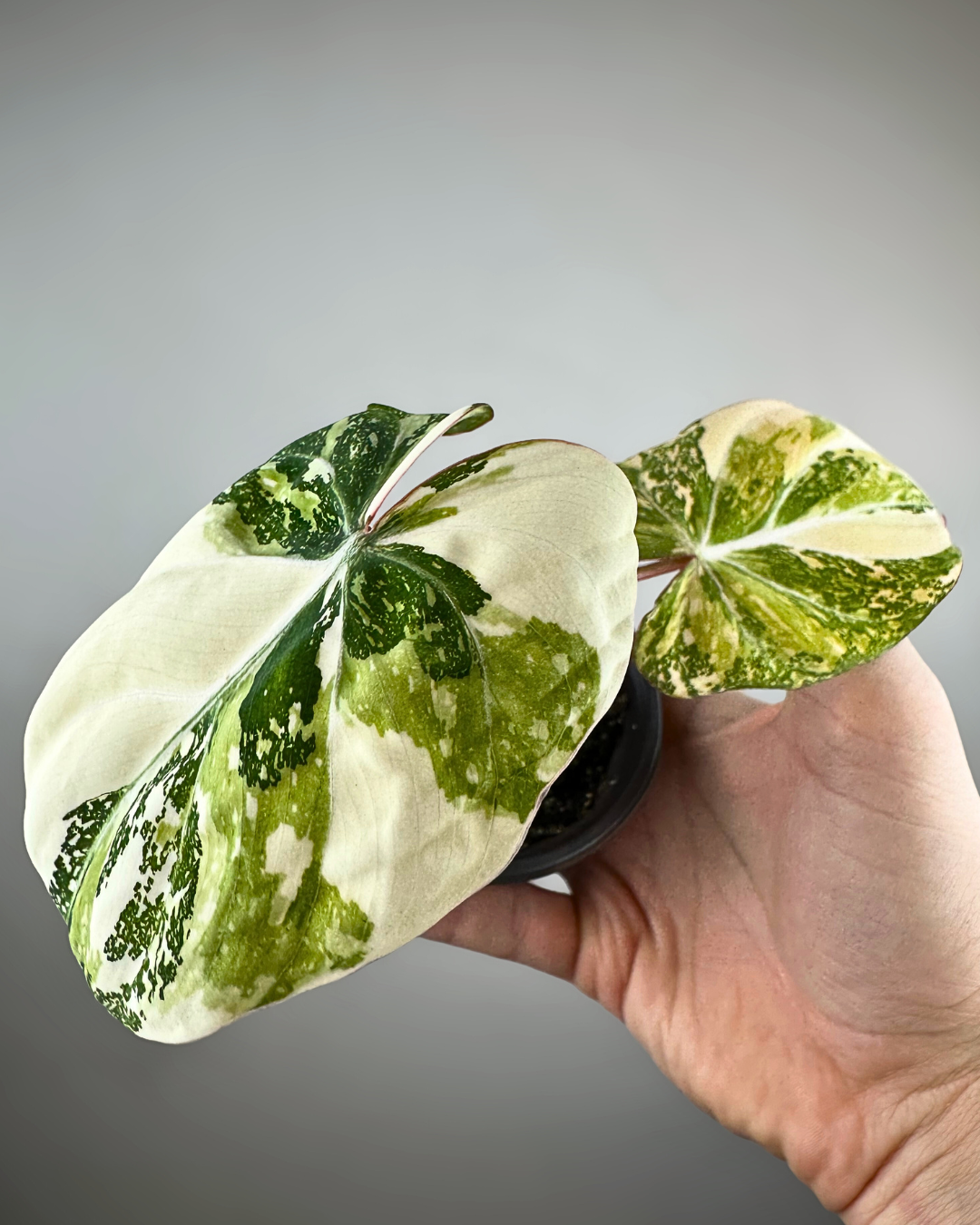 Philodendron Gloriosum Variegata