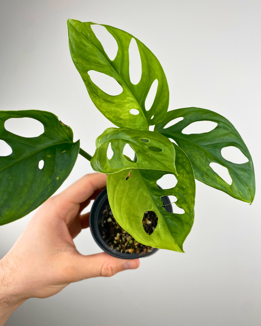 Monstera Adansonii Aurea Variegata