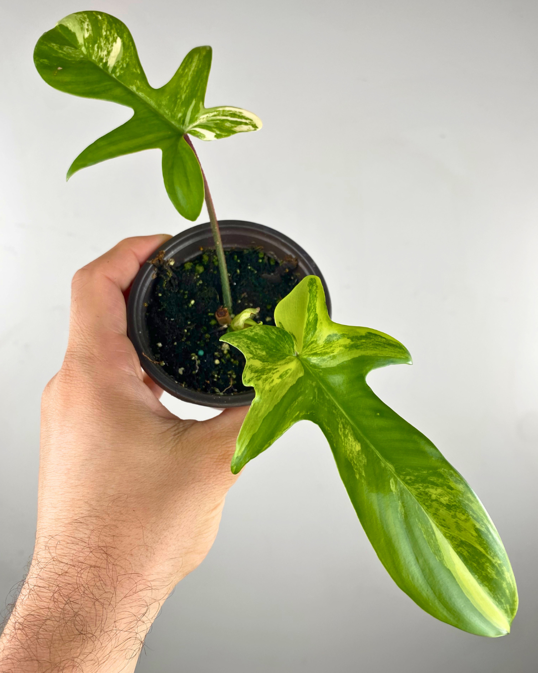 Philodendron Florida Beauty