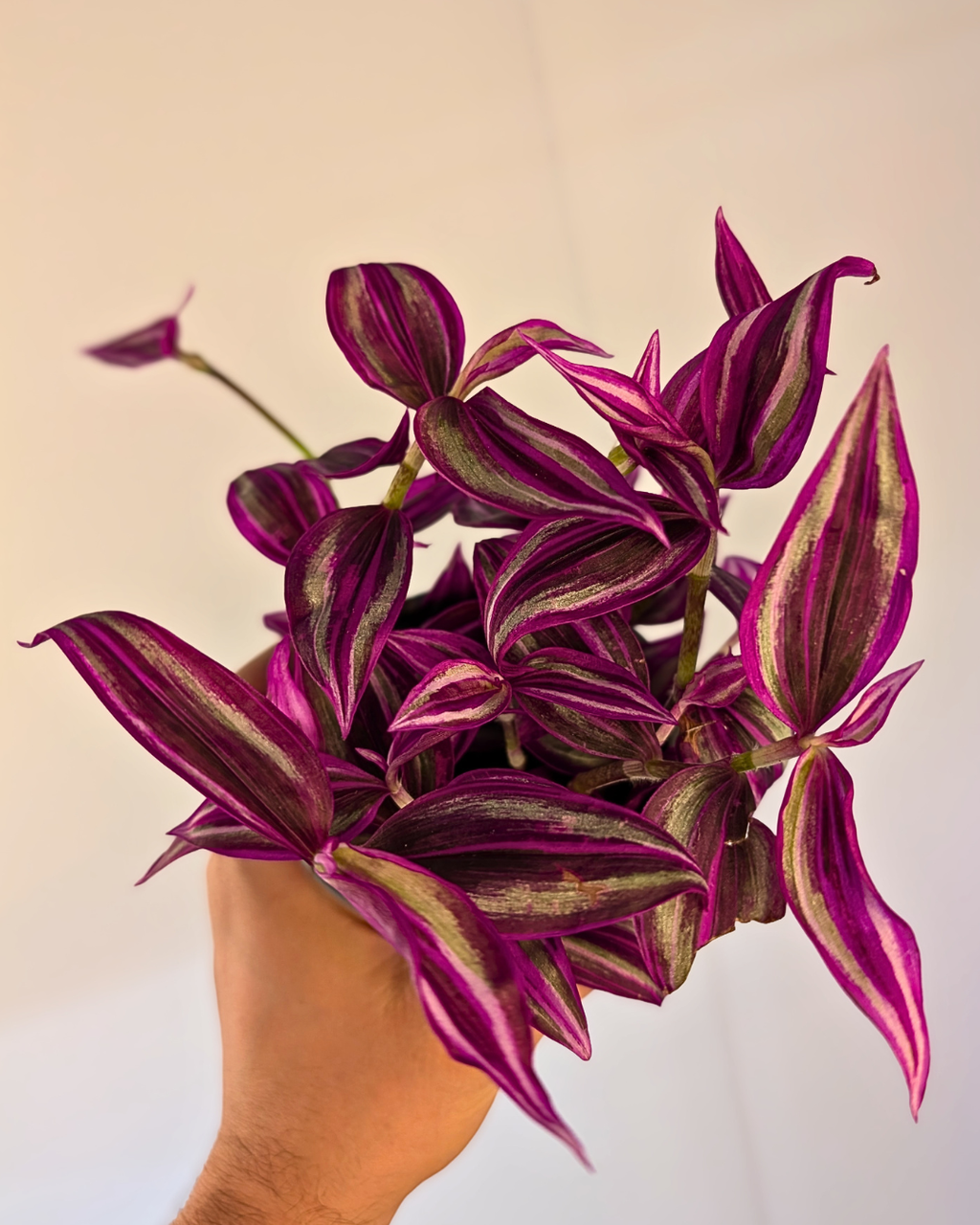 Tradescantia 'Pink Paradise'