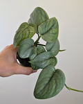 Scindapsus Silver Hero (pothos)