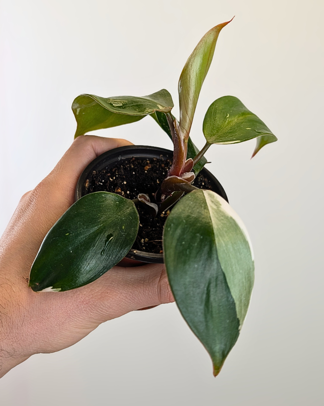 Philodendron White Knight