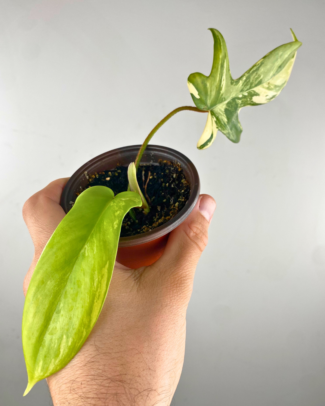 Philodendron Florida Beauty