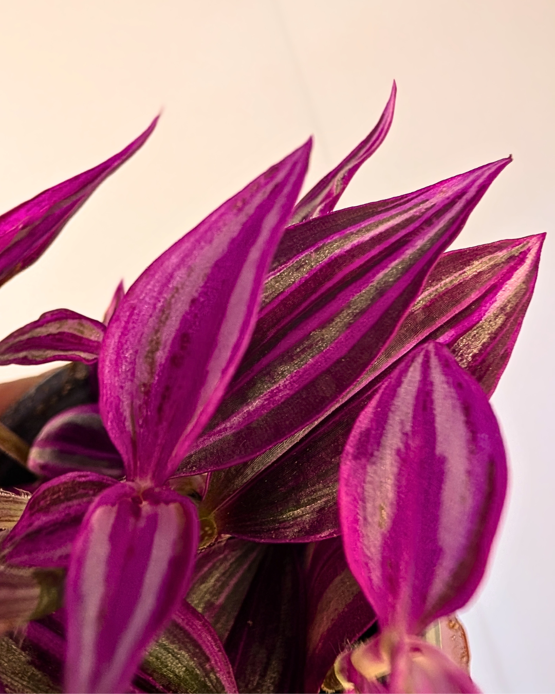 Tradescantia 'Pink Paradise'