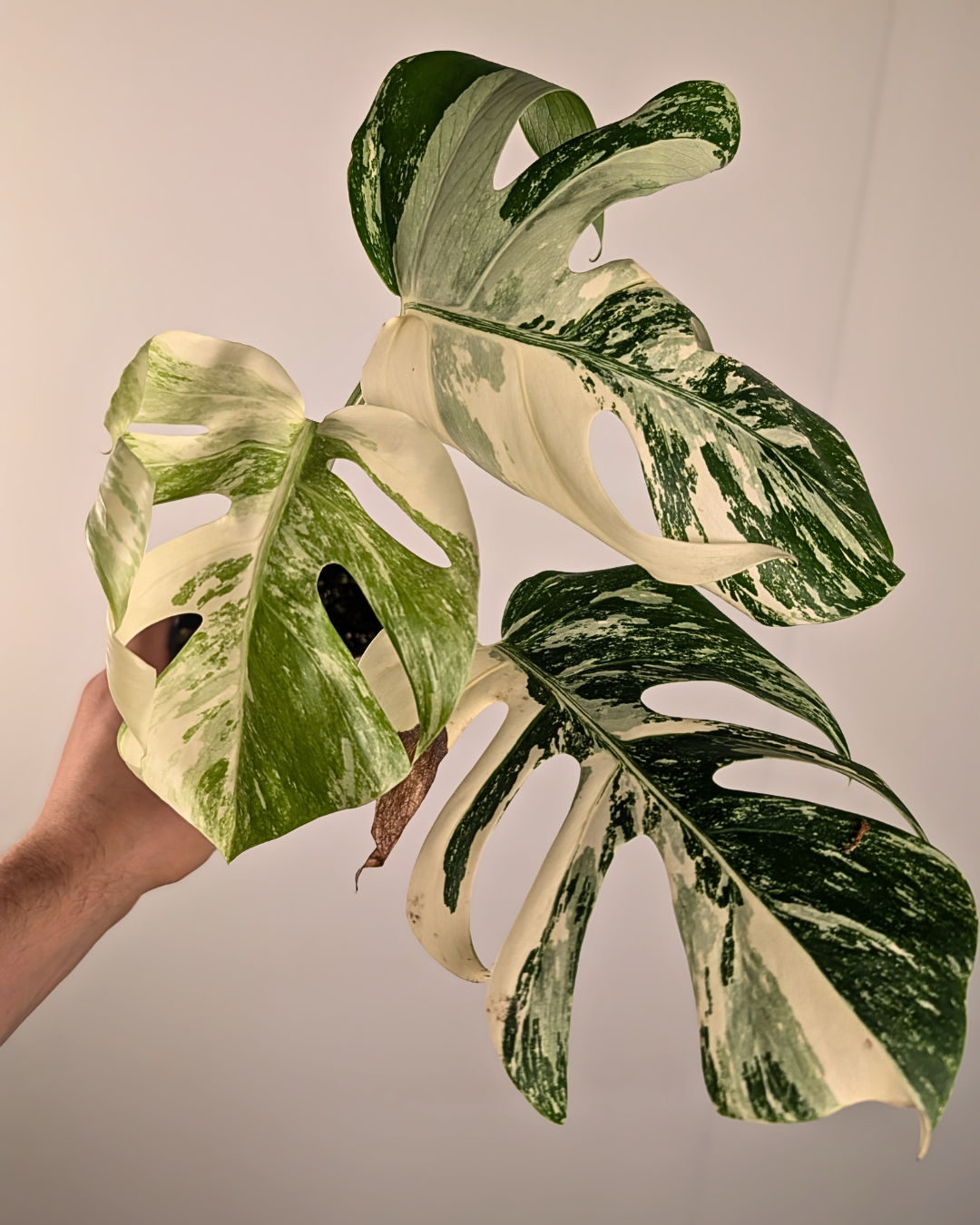 Monstera Borsigiana Albo