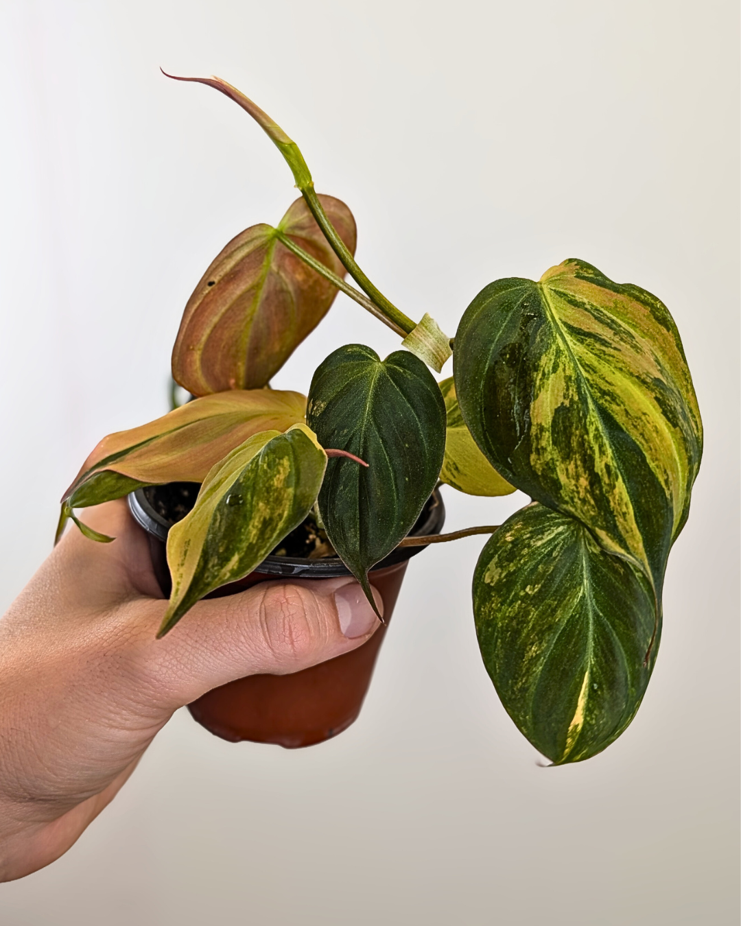 Philodendron micans