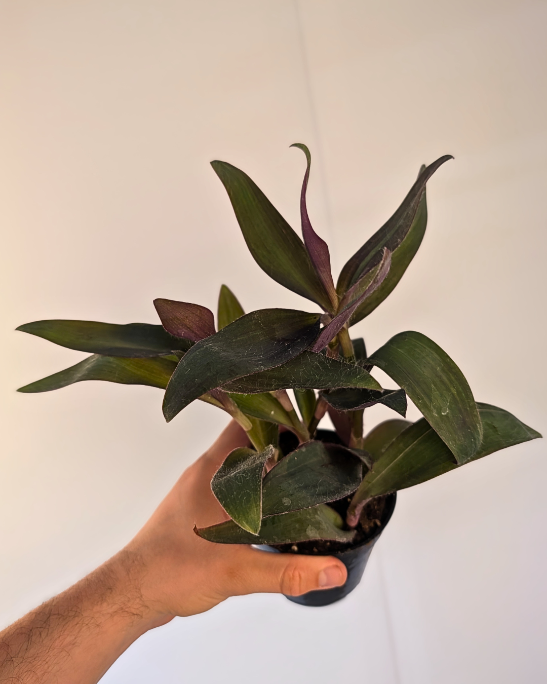 Setcreasea purpurea