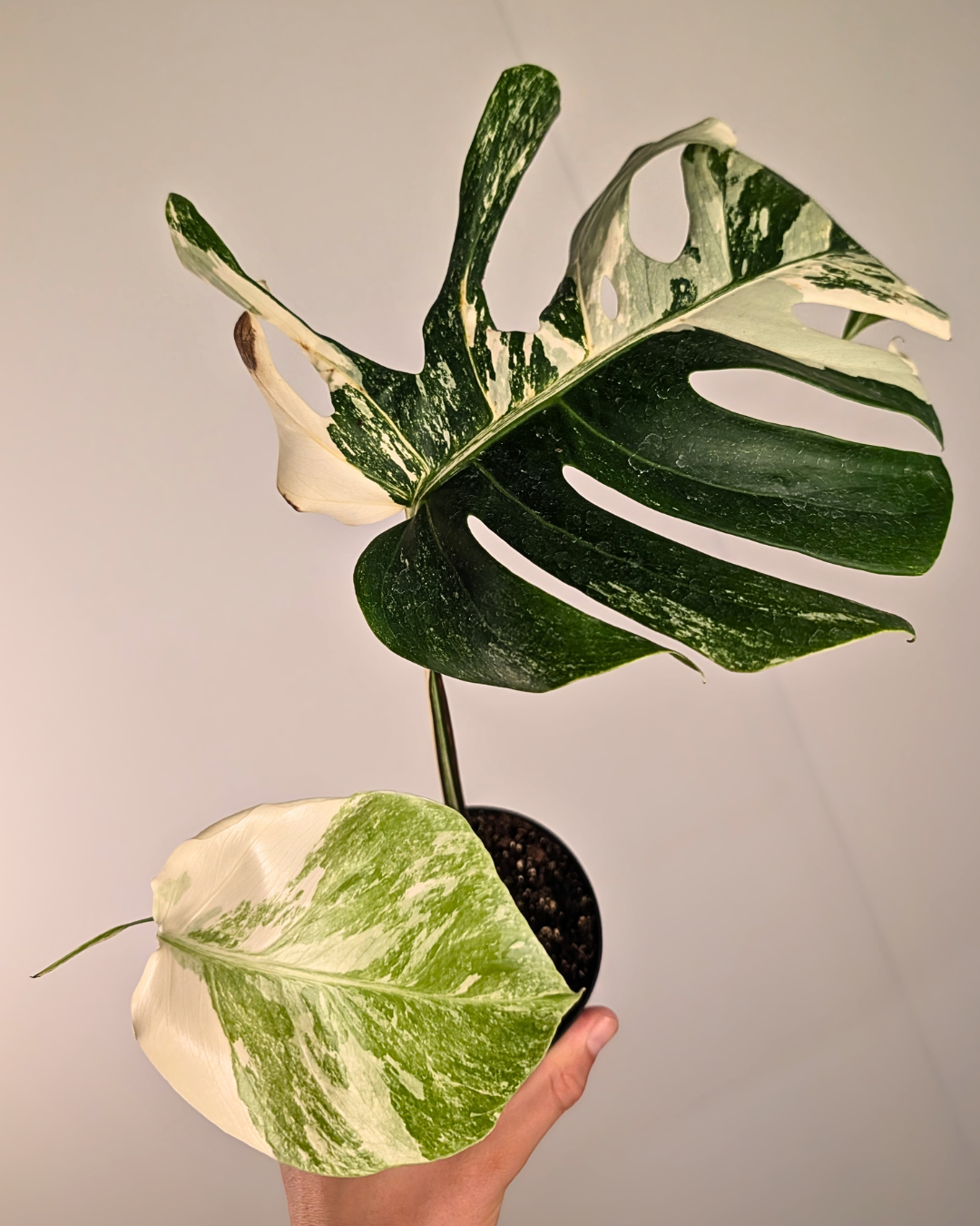 Monstera Borsigiana Albo