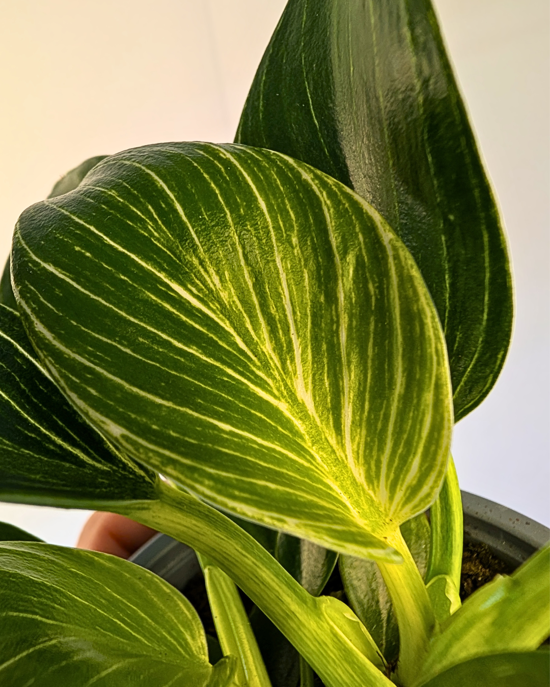 philodendron birkin aurea Philodendron 'Birkin' – Aurea Plants