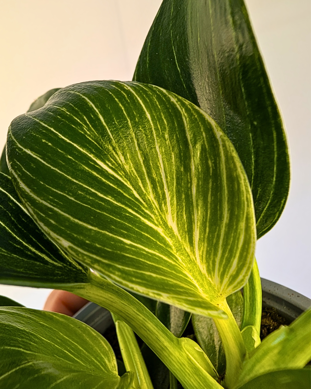 Philodendron ‘Birkin’