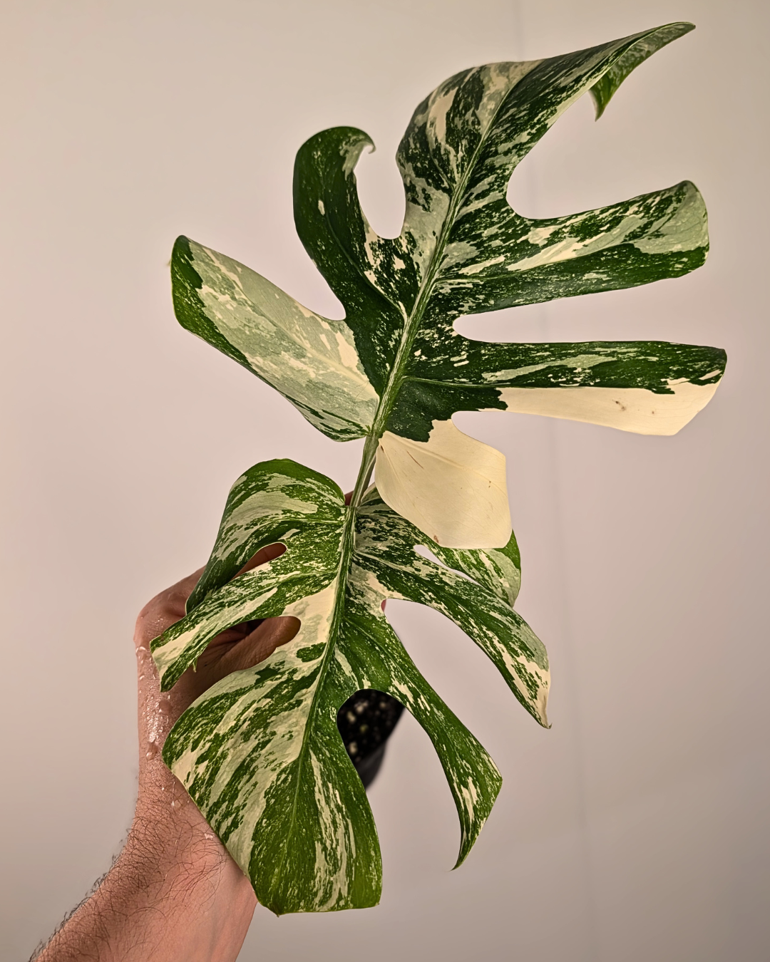 Monstera Borsigiana Albo