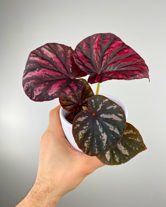 Begonia 'Candy Stripes'