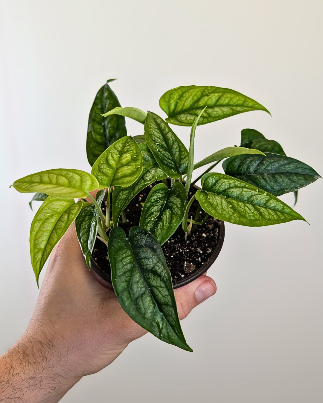 Monstera Siltepecana