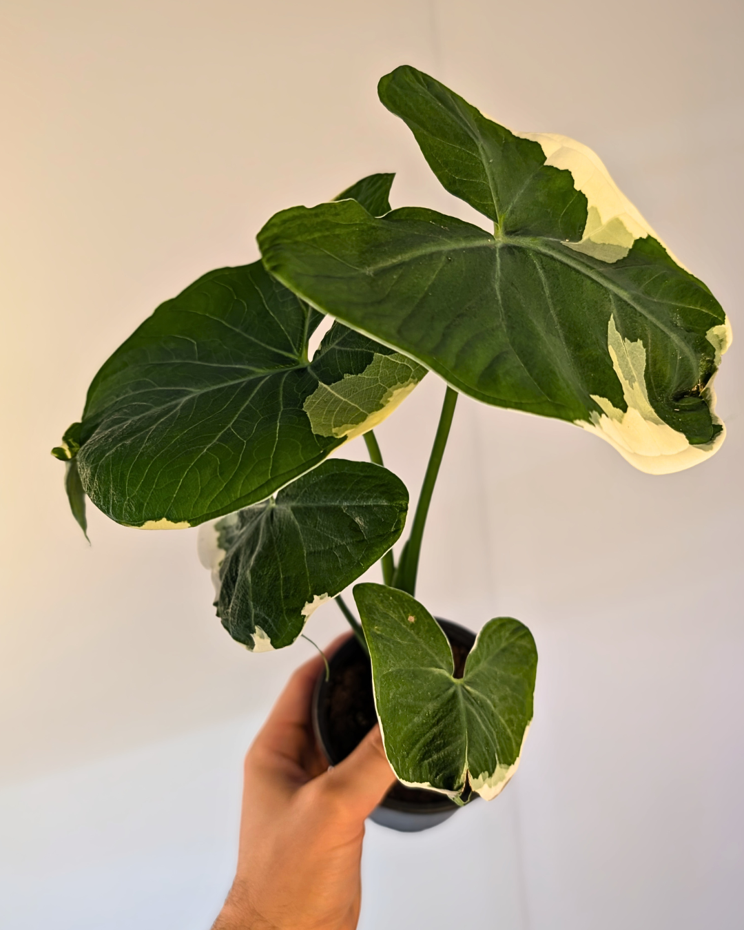 Alocasia ‘Mickey Mouse’