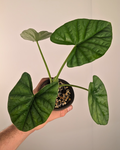 Alocasia 'Lukiwan'