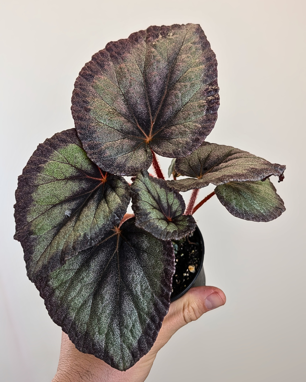 Begonia 'Flamingo Soul'