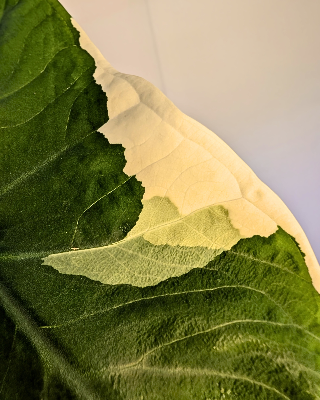 Alocasia ‘Mickey Mouse’