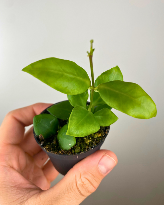 Hoya Heuschkeliana Pink Flower