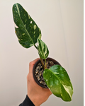 Philodendron White Princess