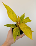 Philodendron 'Orange Marmalade' Quadricolor