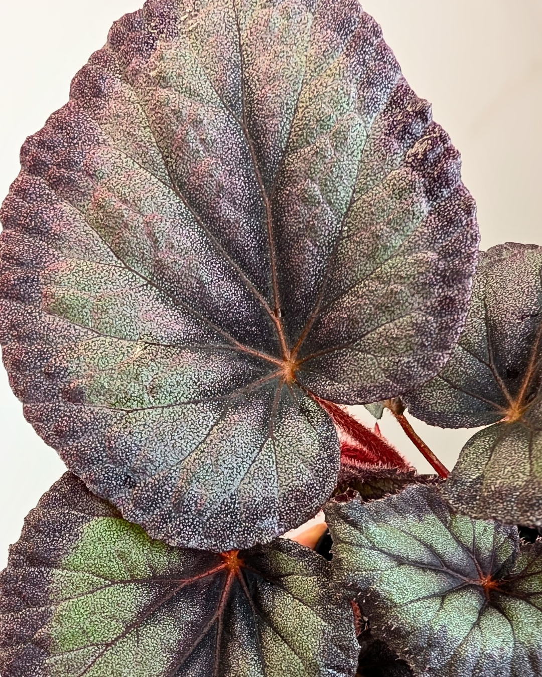 Begonia 'Flamingo Soul'