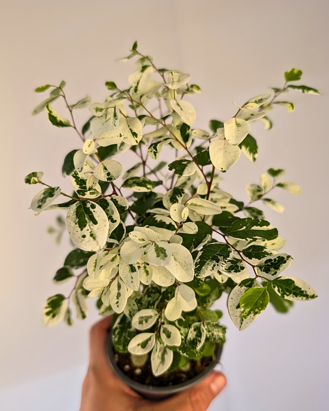 Breynia disticha 'Snow Bush'