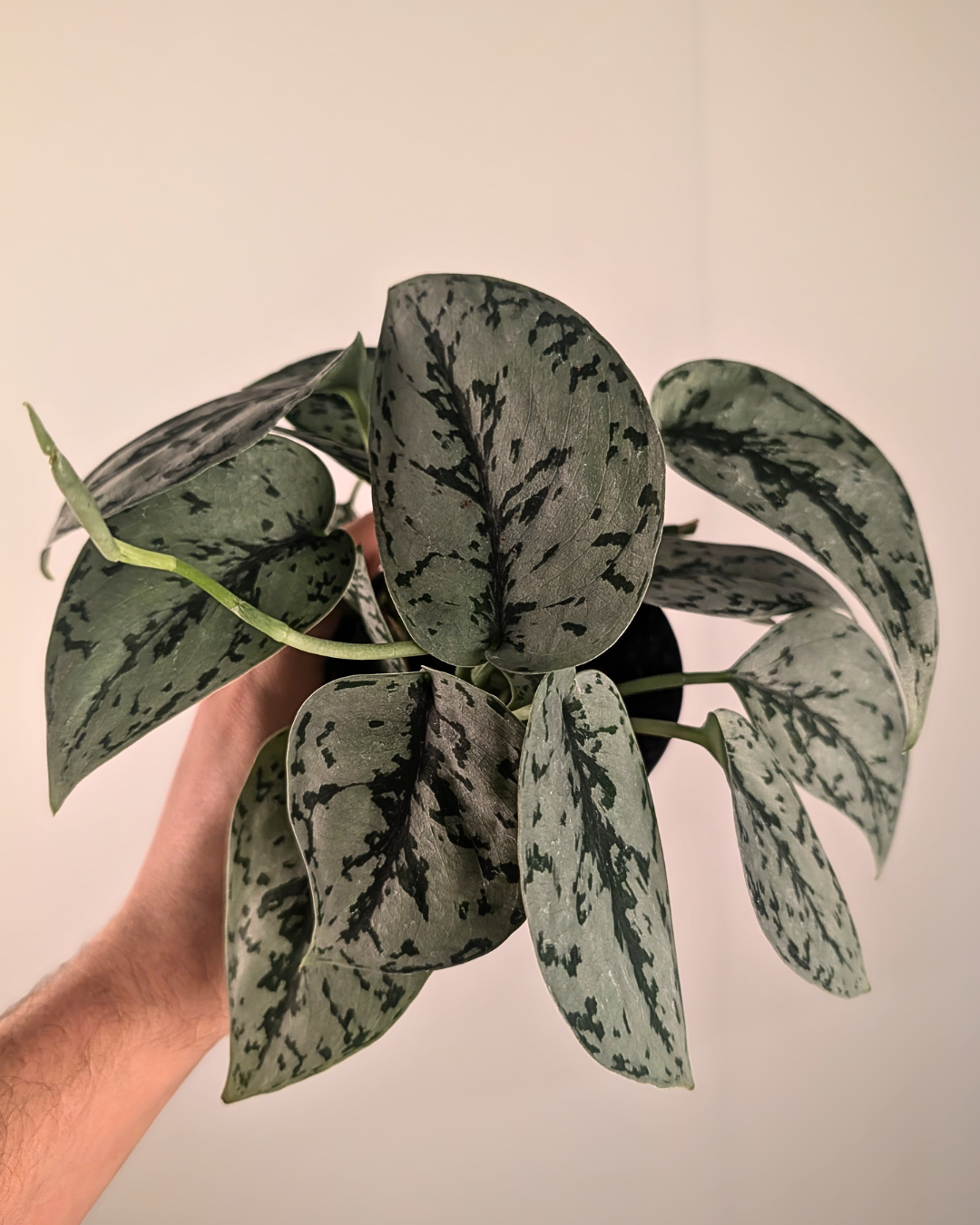 Scindapsus Silver Lady (pothos)