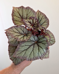 Begonia 'KA-Chameleon' (КА-Хамелеon)