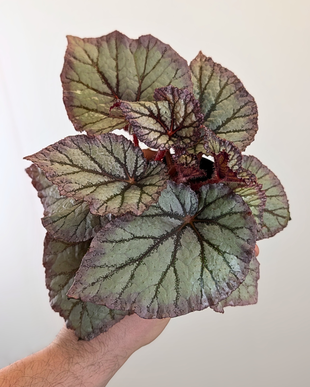 Begonia 'KA-Chameleon' (КА-Хамелеon)